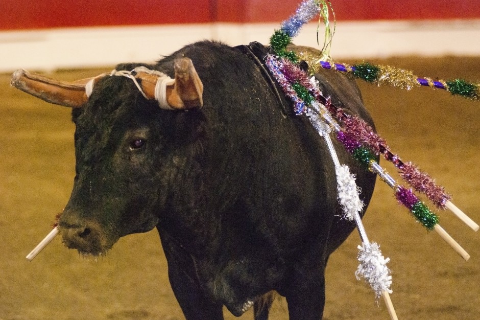 Bloodless bullfights return to Thornton | News | lodinews.com