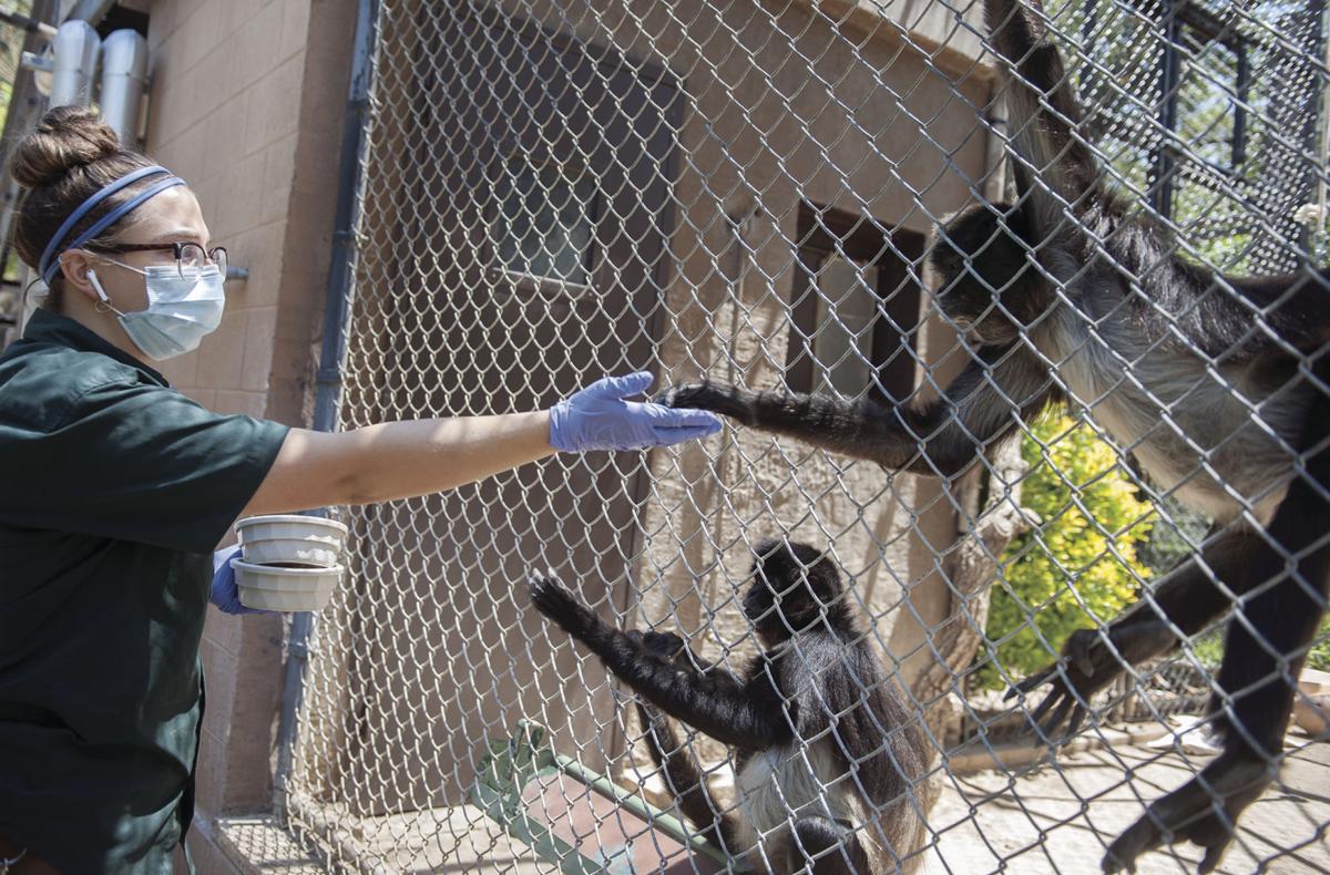 All’s quiet at the Micke Grove Zoo where animals get extra attention News
