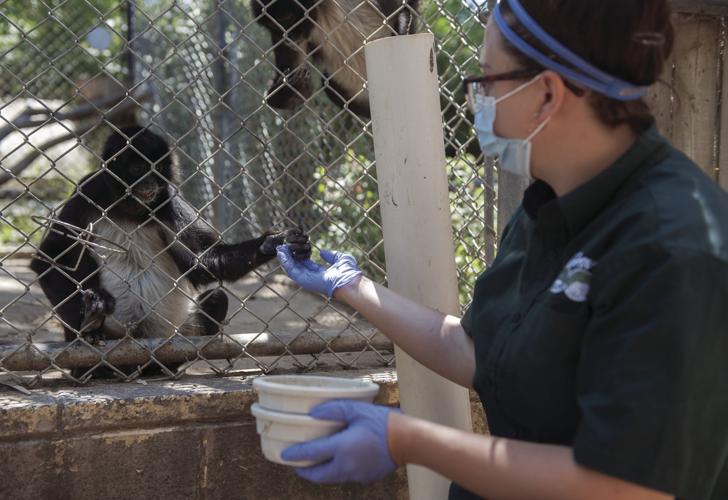 All’s quiet at the Micke Grove Zoo where animals get extra attention News