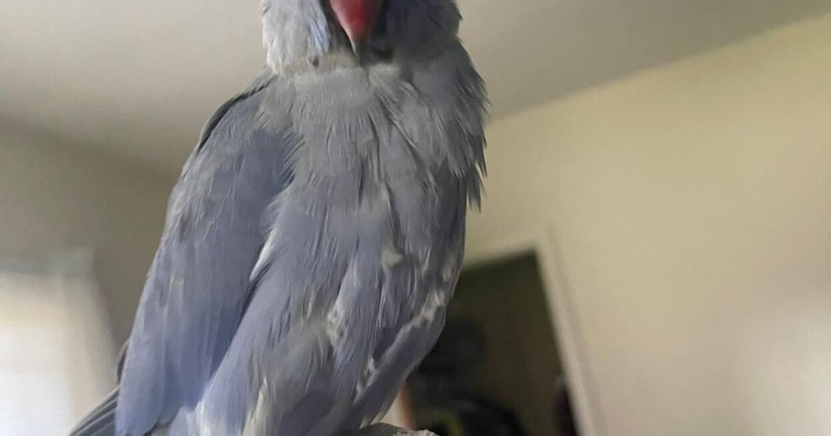 Steve Mann: Bleu flew the coop — and came home