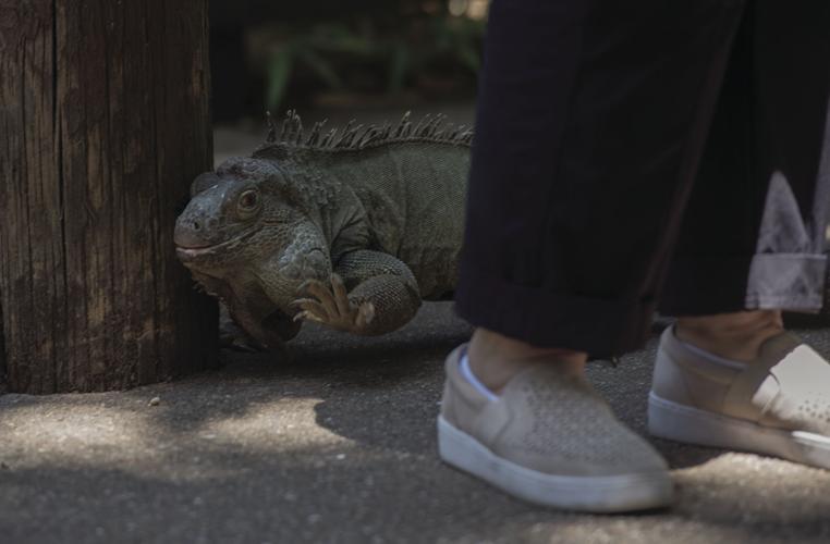 All’s quiet at the Micke Grove Zoo where animals get extra attention News