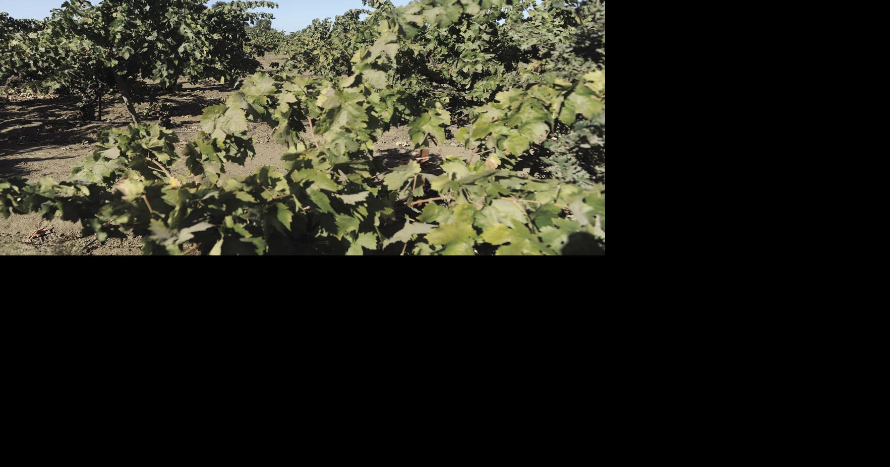 Vintage year for Lodi AVA and Lodi Winegrape Commission