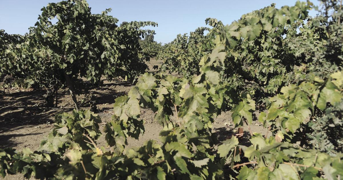 Vintage year for Lodi AVA and Lodi Winegrape Commission