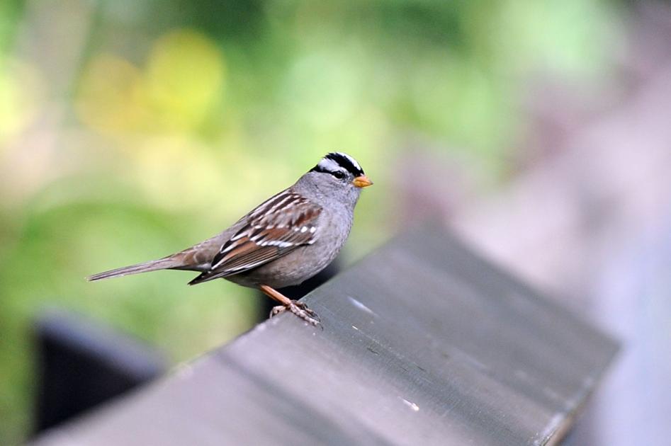 Great Backyard Bird Count Needs Citizen Scientists From Lodi And