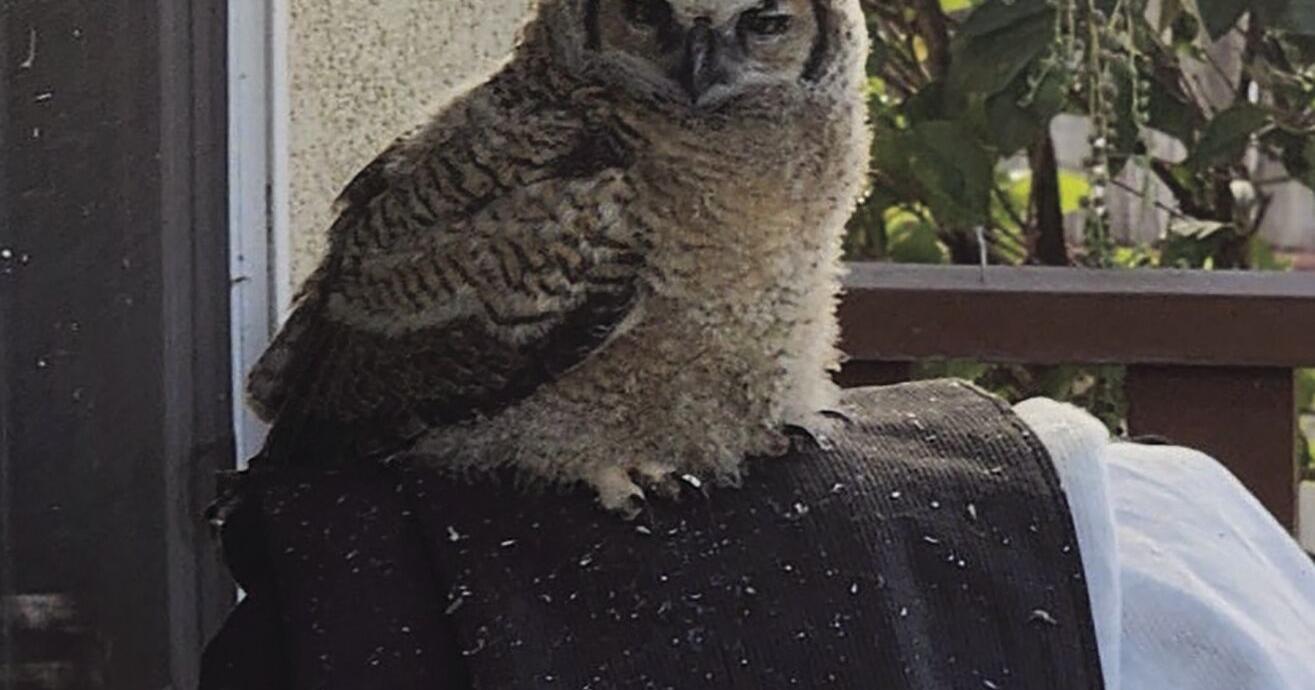 The rescue: A little owl and the people who saved it - Vimarsana News