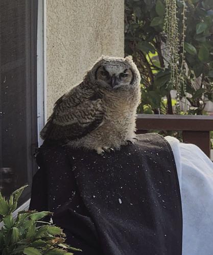 The rescue: A little owl and the people who saved it