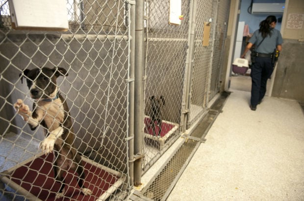 A day in the life of the Lodi Animal Shelter | News | lodinews.com