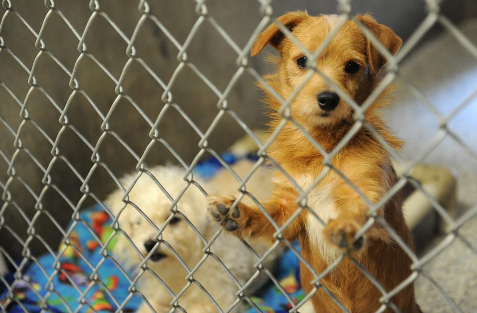 Lodi City Council mulls building new animal shelter | News | lodinews.com