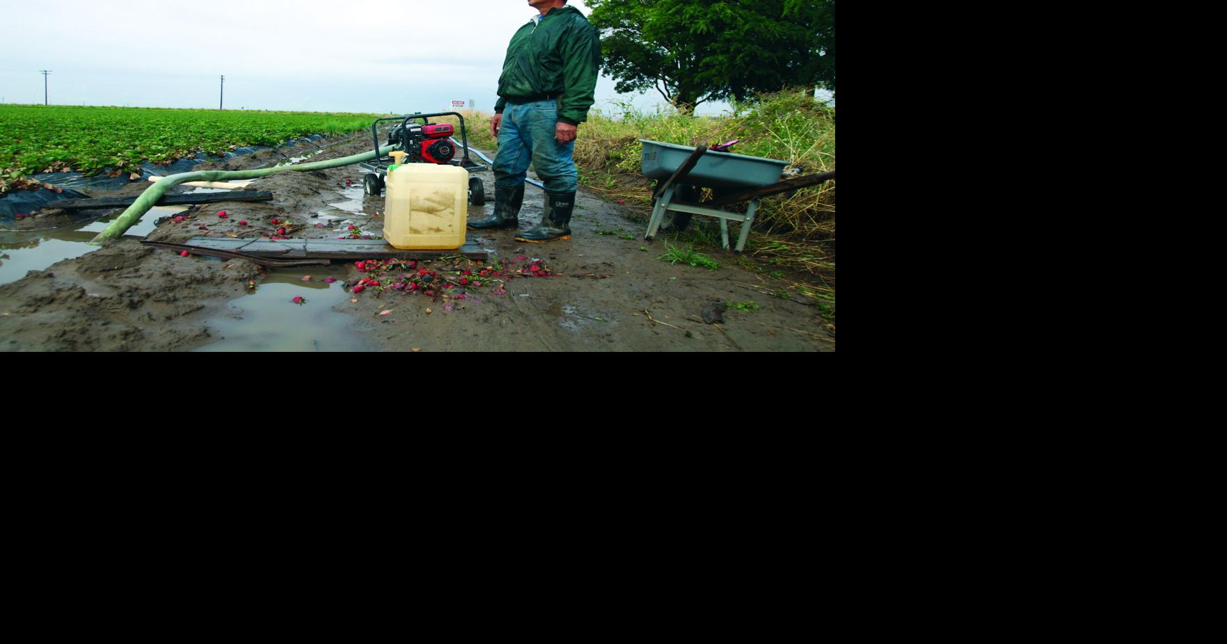 ‘Never seen it this bad’: Strawberry, cherry crops suffer from heavy rain