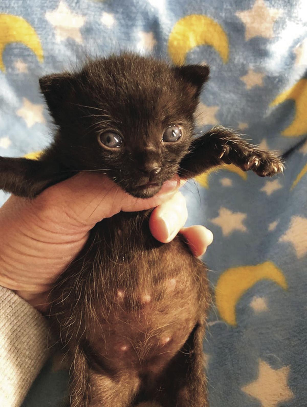 Kittens rescued from Lodi dump | News | lodinews.com