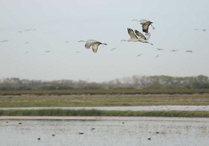 Futuristic flight Lodi Sandhill Crane Festival set for takeoff with