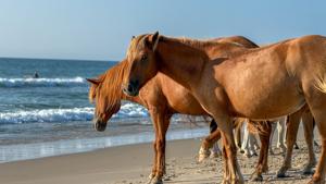 Assateague added horse-safety measures. National Park Service says their effect remains unclear