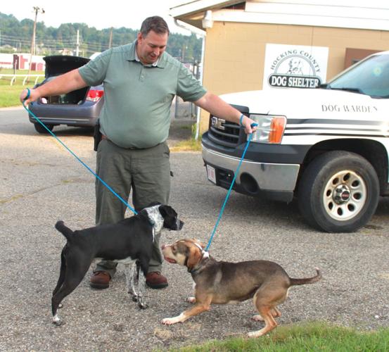 High-Quality Hocking County Dog Pound Image Collection