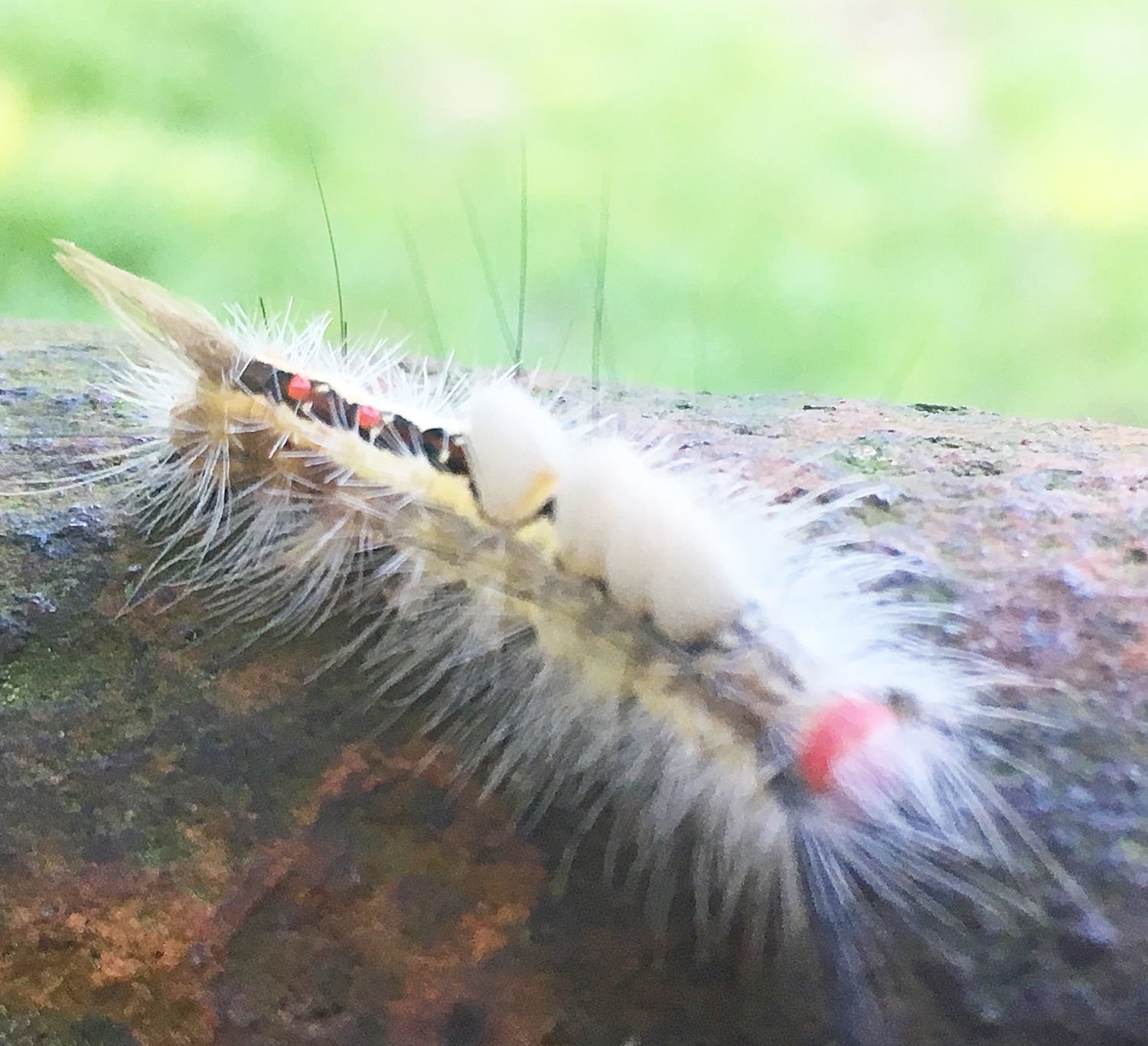 download white wooly caterpillar