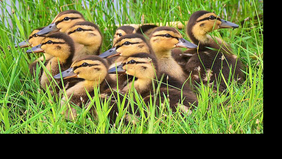 Quack quack waddle waddle | News | logandaily.com