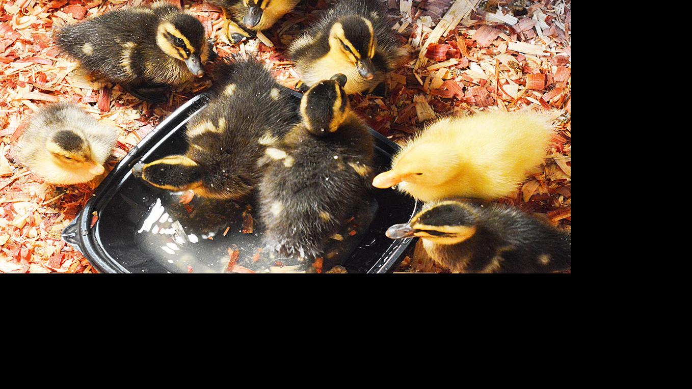 Quack, quack, waddle, waddle | News | logandaily.com