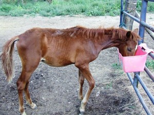 Horses seized in Perry County find shelter at Zaleski rescue ...