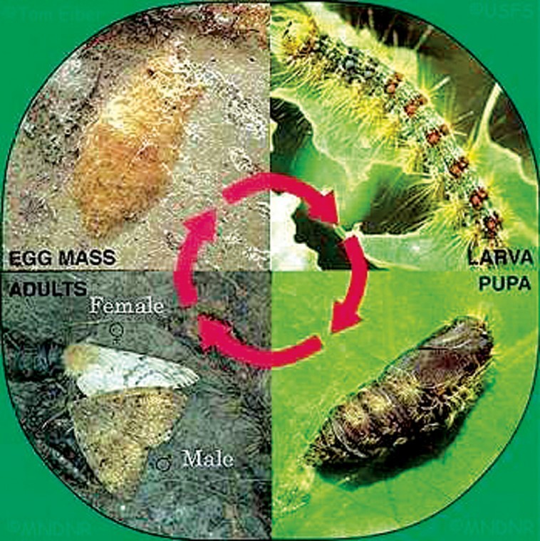 Gypsy moth spraying to wrap up News
