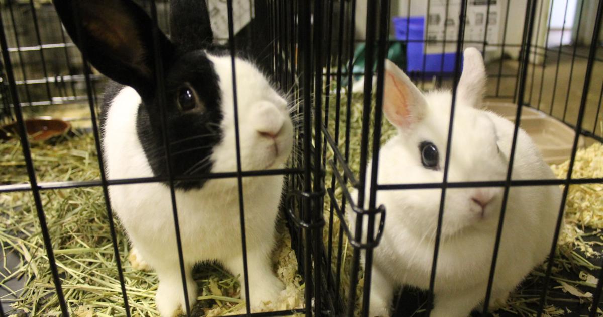 Rabbit Hoard Dozens of rabbits rescued from Nelsonville hoarding case | News ...