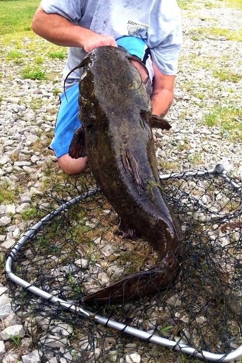 Catfish Island catch News