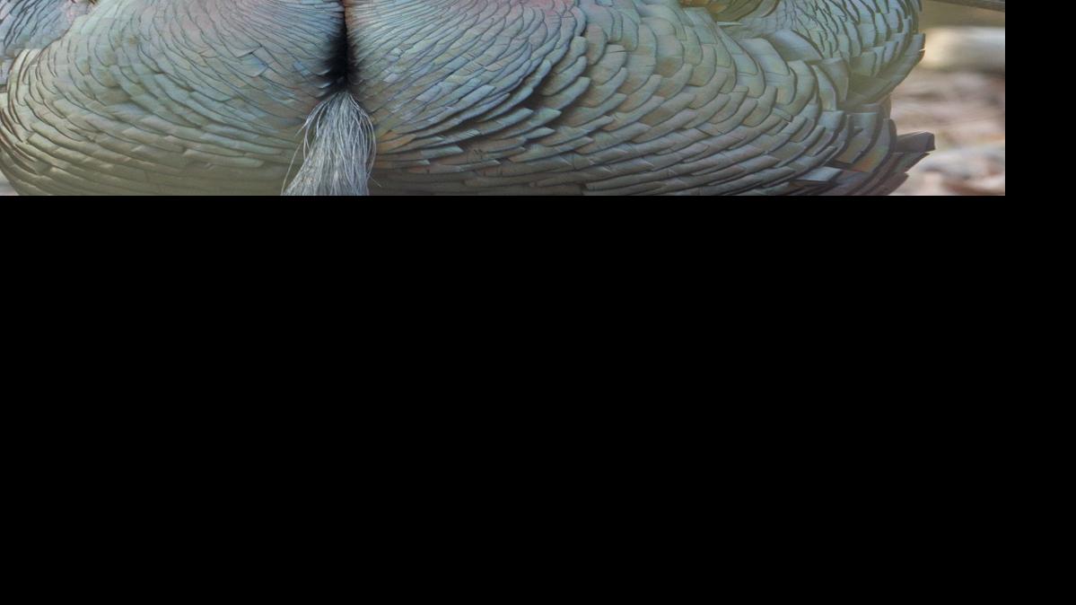 Ohio's wild turkey season coming soon News