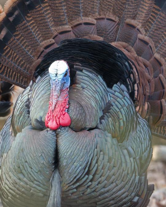 Ohio's wild turkey season coming soon News