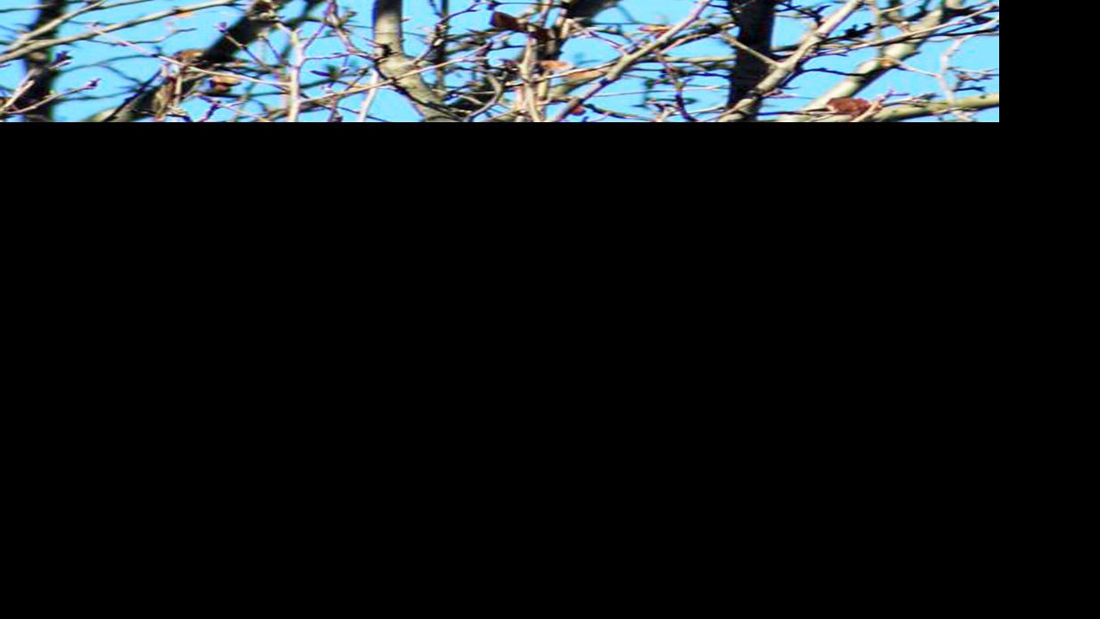 Stirring up a nest News