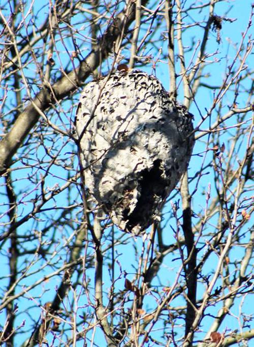 Stirring up a nest News