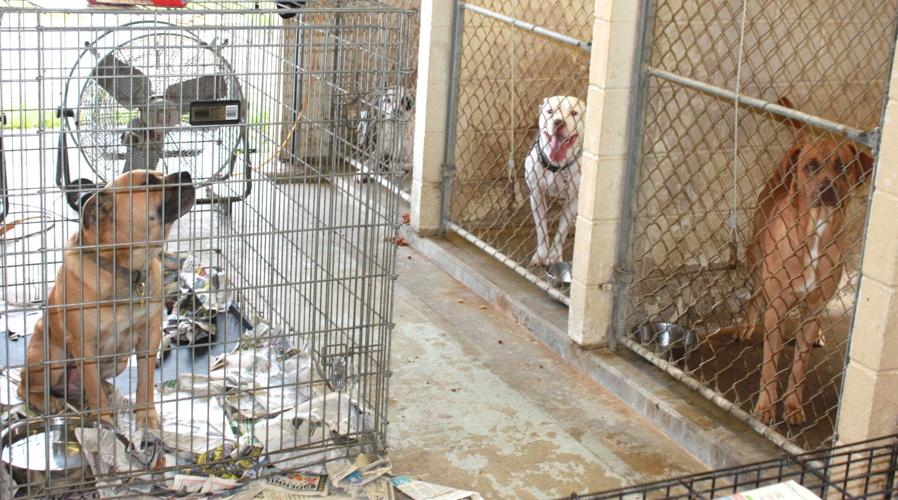 Amazing Hocking County Dog Pound Background Collection