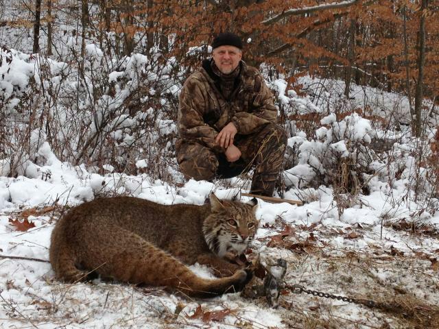 Bobcat captured and released unharmed, sighting benefits ODNR study