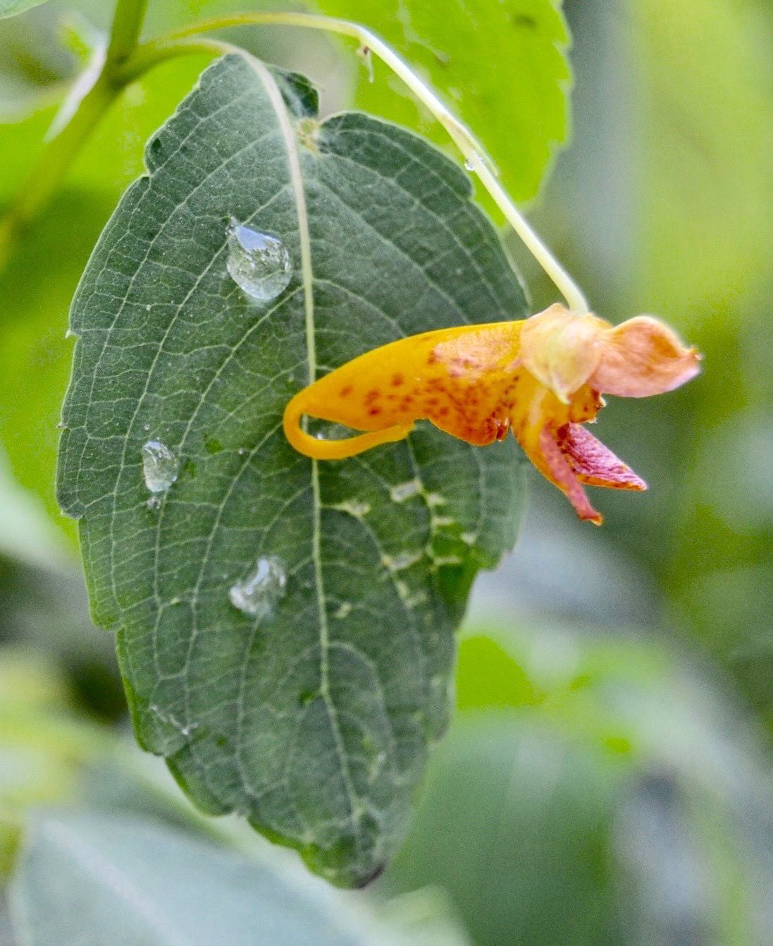 Image of Person holding jewelweed leaves and stems