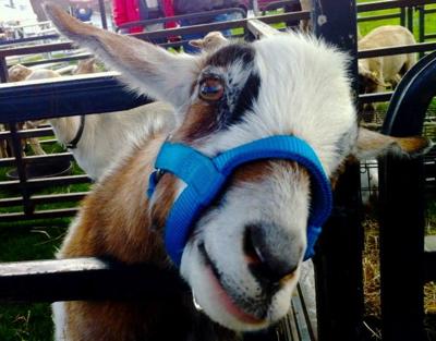ag days scheduled fairgrounds hocking county variety animals logandaily held display april