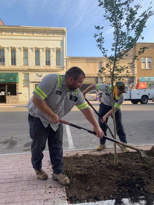 A tree grows in Logan