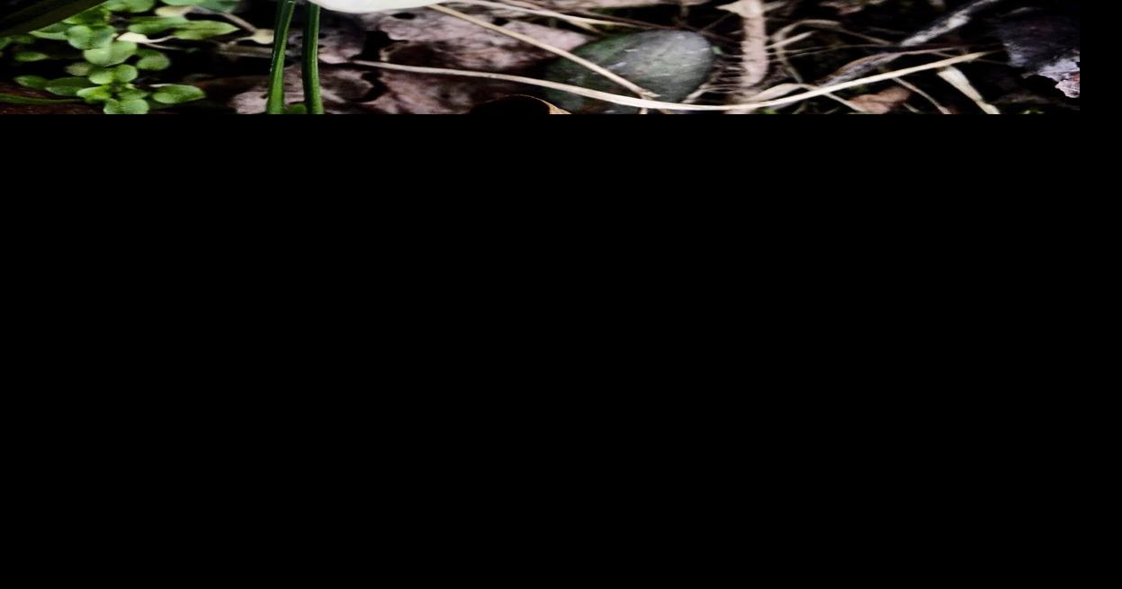 Welcoming the earliest spring in over a century | News | logandaily.com