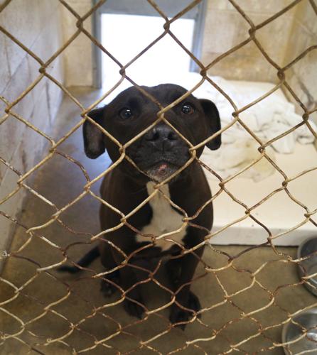 Lush Hocking County Dog Pound View Digital Art