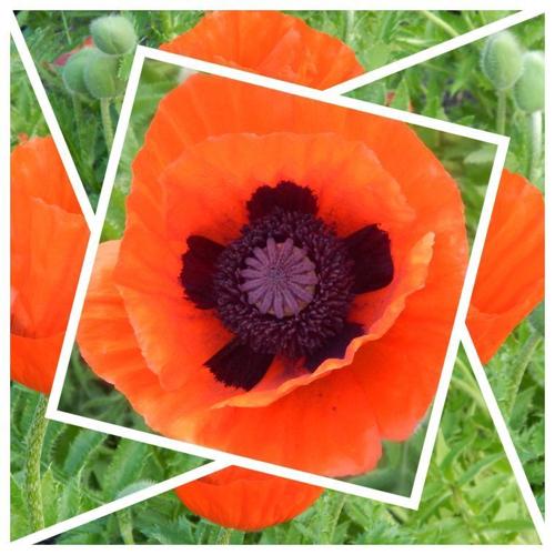 Local students' art inlcuded in the Ohio Association of Gifted Children