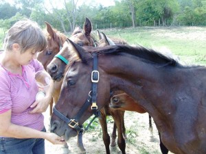 Horses seized in Perry County find shelter at Zaleski rescue ...