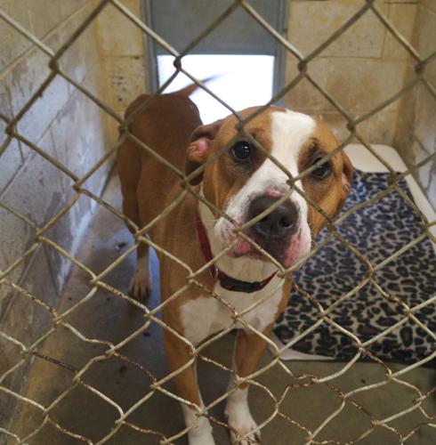 Mesmerizing Hocking County Dog Pound Abstract in 4K