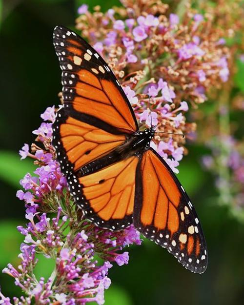 Butterflies... flowers that fly and all but sing