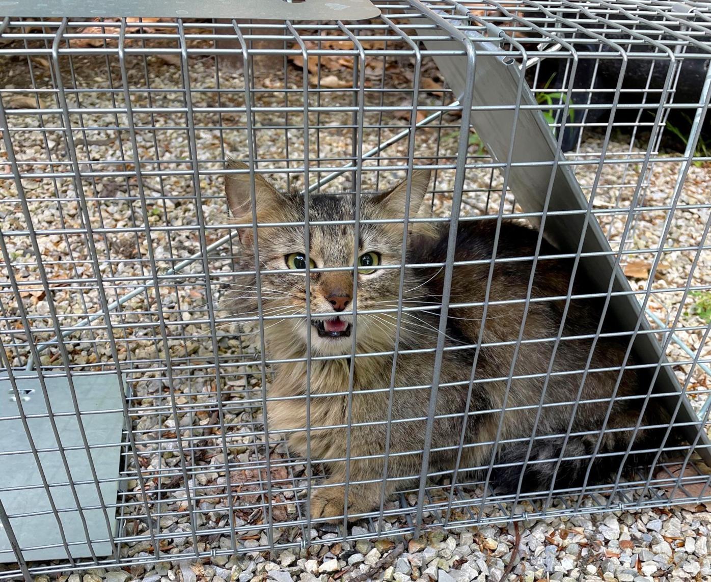 Trapping of feral cats using cage traps - PestSmart