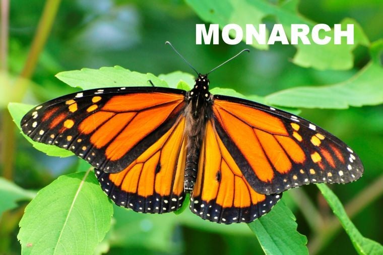 Nature's Way: A monarch butterfly's mimicry | News | logandaily.com