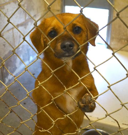 Dog at shelter pic | News | logandaily.com