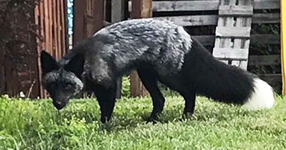 Silver fox spotted in Logan | News 