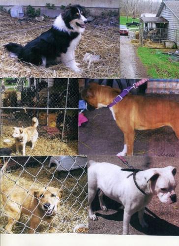 Dynamic Hocking County Dog Pound Abstract Illustration