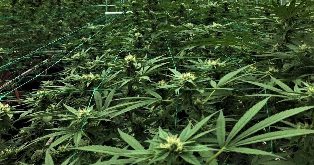 Santa Barbara County to crack down on cannabis tax flakes by denying business licenses - Vimarsana News