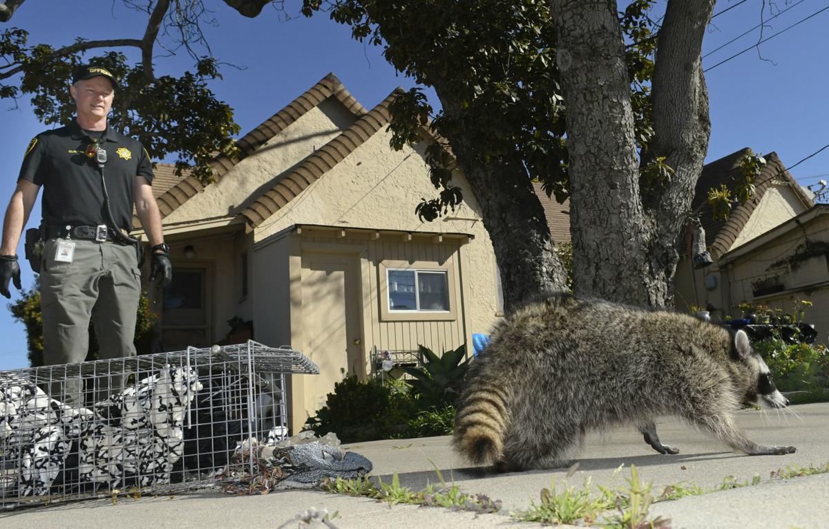 Santa Maria Plan To Bring Animal Control In House Contract Sheltering Raises Concerns Local News Lompocrecord Com