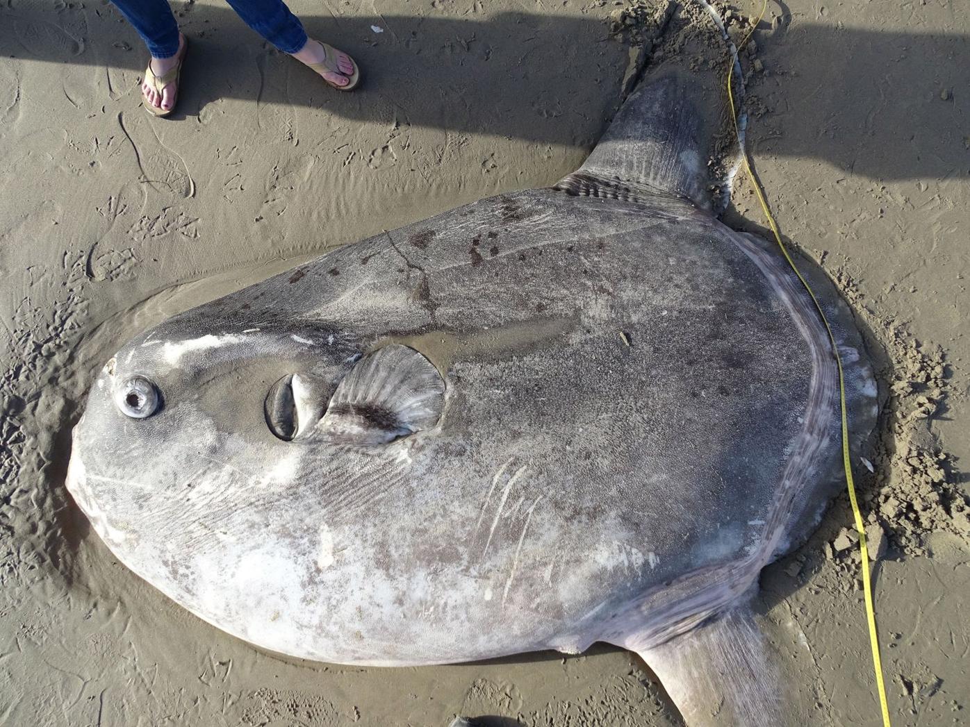 Massive, strange fish found on California beach; scientists say it's a  first, Science