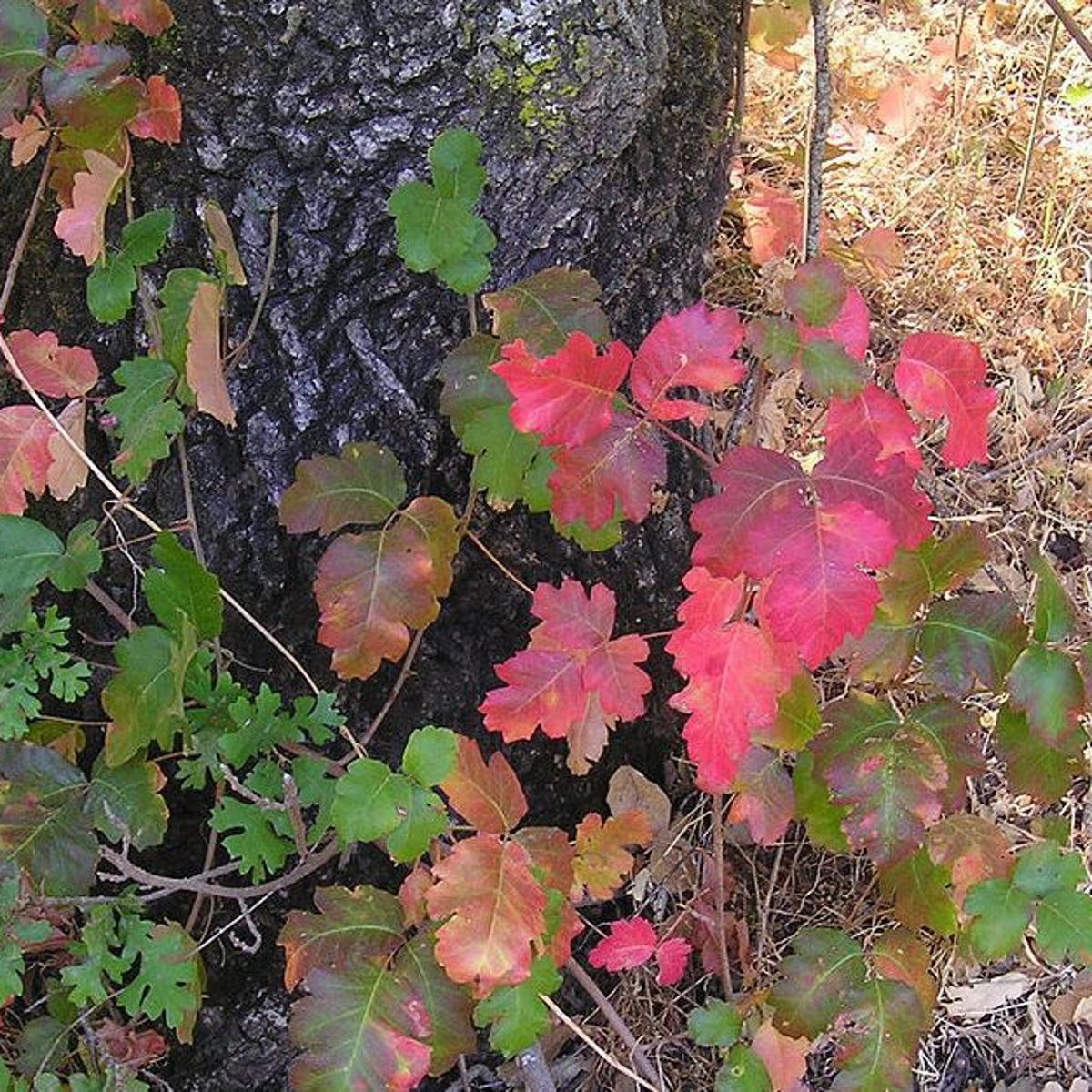 Fighting Fire In Los Padres Getting Poison Oak Inevitable Local News Lompocrecord Com Fighting Fire In Los Padres Getting Poison Oak Inevitable Local News Lompocrecord Com