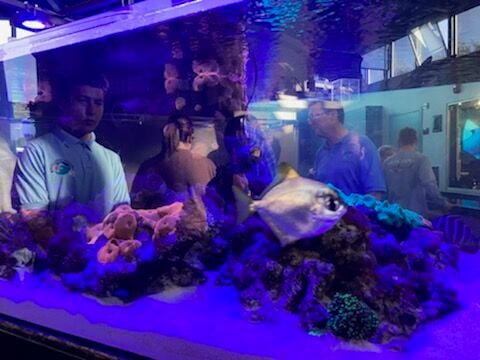 Blobfish - Friends Of Cabrillo Aquarium