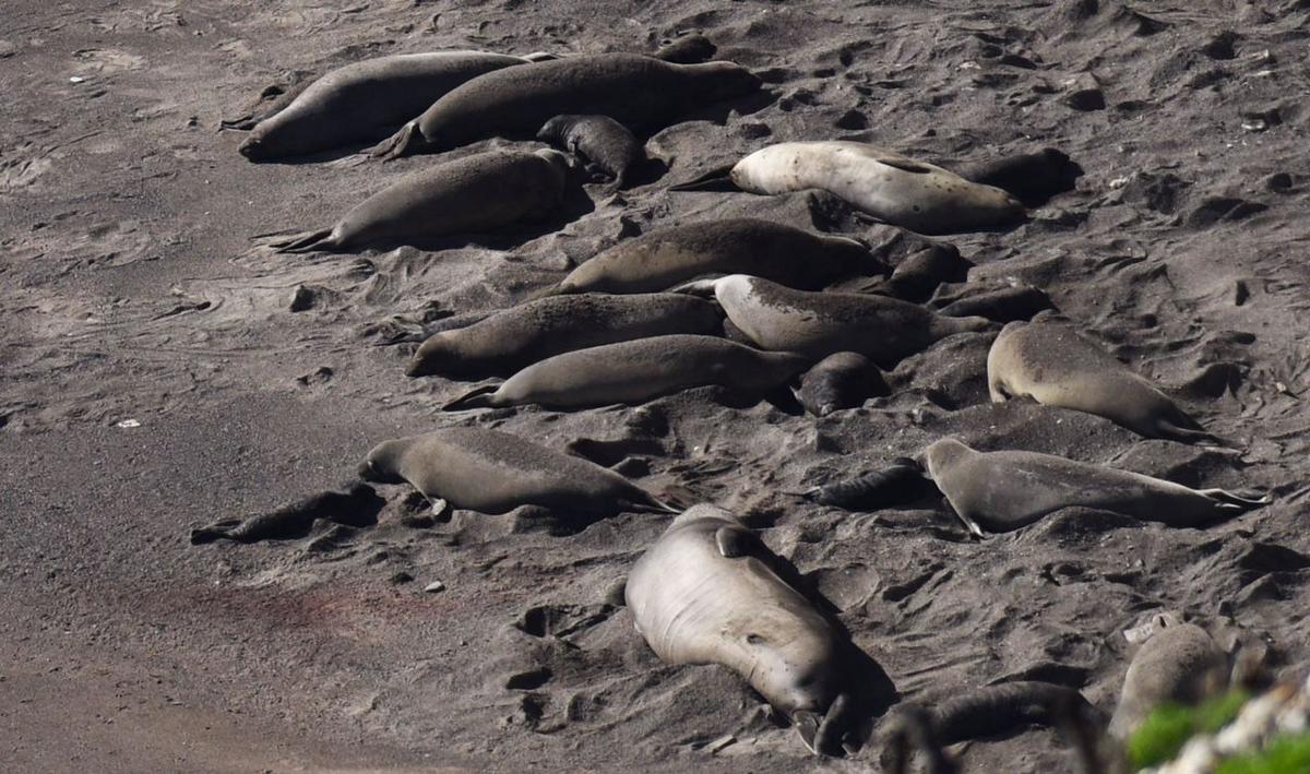 Elephant Seals Return To Vandenberg Air Force Base Vandenberg